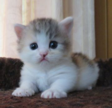 マンチカン(短足)【山形県・女の子・2020年8月11日・ダイリュートキャリコ（セミロング～ロング）】の写真「とても可愛い仔です」