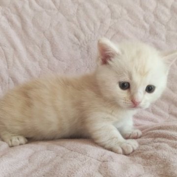 ミヌエット(短足)【山形県・男の子・2023年6月28日・カメオタビー】の写真「短い足で歩く姿がとても可愛いです🥰」