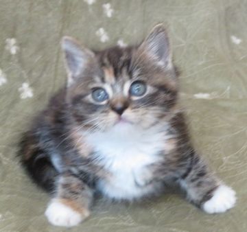 マンチカン(長足)【山形県・女の子・2019年3月4日・トーティシェル&ホワイト（短毛）】の写真「可愛い猫ちゃんです。」