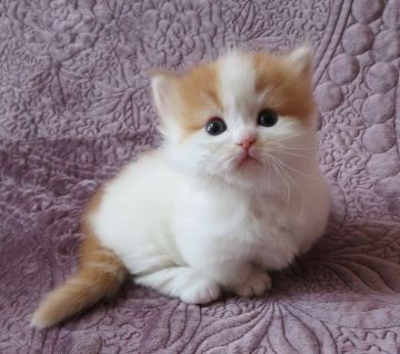 ミヌエット【山形県・女の子・2021年2月10日・レッド&ホワイト(短足)（セミロング～ロング）】の写真「白地の多いレット＆ホワイト　八割れで可愛いです」