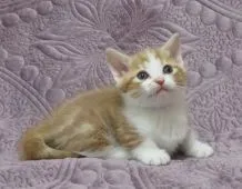 マンチカン(短足)【山形県・男の子・2021年11月1日・レッドタビー&ホワイト(短足)】の写真1「12月8日撮影　😀　渦巻き柄です」