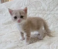 ミヌエット【山形県・女の子・2021年5月5日・クリームタビー&ホワイト(長足)】の写真1「6月7日撮影」