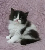 ミヌエット【山形県・男の子・2021年10月25日・ブラック&ホワイト(セミロング~ロング)】の写真1「12月2日撮影」