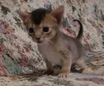 アビシニアン【山形県・男の子・2016年4月9日・ルディ―】の写真1