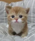 ミヌエット【山形県・男の子・2021年10月5日・レッドタビー&ホワイト(短足)】の写真1「11月2日撮影」