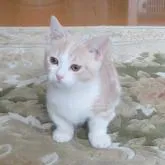 マンチカン(短足)【山形県・男の子・2022年6月30日・クリームタビー&ホワイト】の写真1