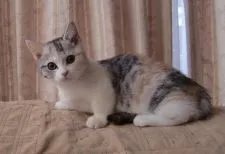 マンチカン【山形県・女の子・2014年10月8日・キャリコ】の写真2「1月14日の写真」