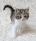 ミヌエット(長足)【山形県・女の子・2022年11月1日・キャリコ】の写真2「🥰まんまるお目目です」