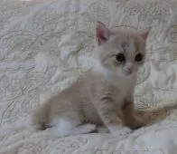 ミヌエット【山形県・女の子・2021年5月5日・クリームタビー&ホワイト(長足)】の写真2