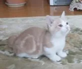 マンチカン(短足)【山形県・男の子・2022年6月30日・クリームタビー&ホワイト】の写真2「✨ミルクティー色で綺麗な猫ちゃんです」