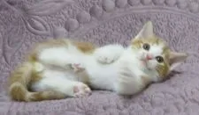 マンチカン(短足)【山形県・男の子・2021年11月1日・レッドタビー&ホワイト(短足)】の写真2