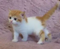 ミヌエット【山形県・女の子・2021年10月25日・レッドタビー&ホワイト】の写真3「🥰懐っこい子猫です」