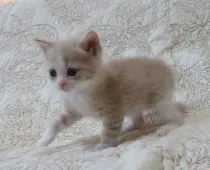 ミヌエット【山形県・女の子・2021年5月5日・クリームタビー&ホワイト(長足)】の写真3