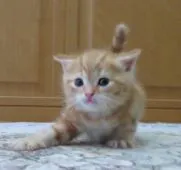 マンチカン(長足)【山形県・女の子・2019年10月6日・レッドタビー】の写真3