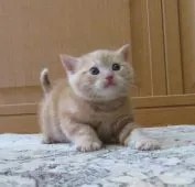 マンチカン(長足)【山形県・女の子・2019年10月6日・レッドタビー】の写真4