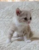 ミヌエット【山形県・女の子・2021年5月5日・クリームタビー&ホワイト(長足)】の写真4