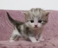 マンチカン(長足)【山形県・男の子・2022年2月9日・シルバータビー&ホワイト】の写真4