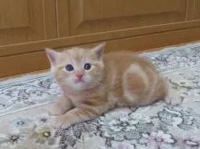 マンチカン(長足)【山形県・女の子・2019年10月6日・レッドタビー】の写真5