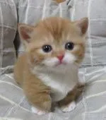 ミヌエット【山形県・男の子・2021年10月5日・レッドタビー&ホワイト(短足)】の写真5「🙇‍♀️会いに来てね」