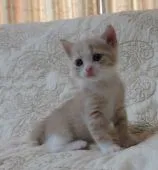 ミヌエット【山形県・女の子・2021年5月5日・クリームタビー&ホワイト(長足)】の写真5