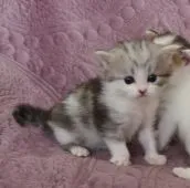 マンチカン(長足)【山形県・男の子・2022年2月9日・シルバータビー&ホワイト】の写真5