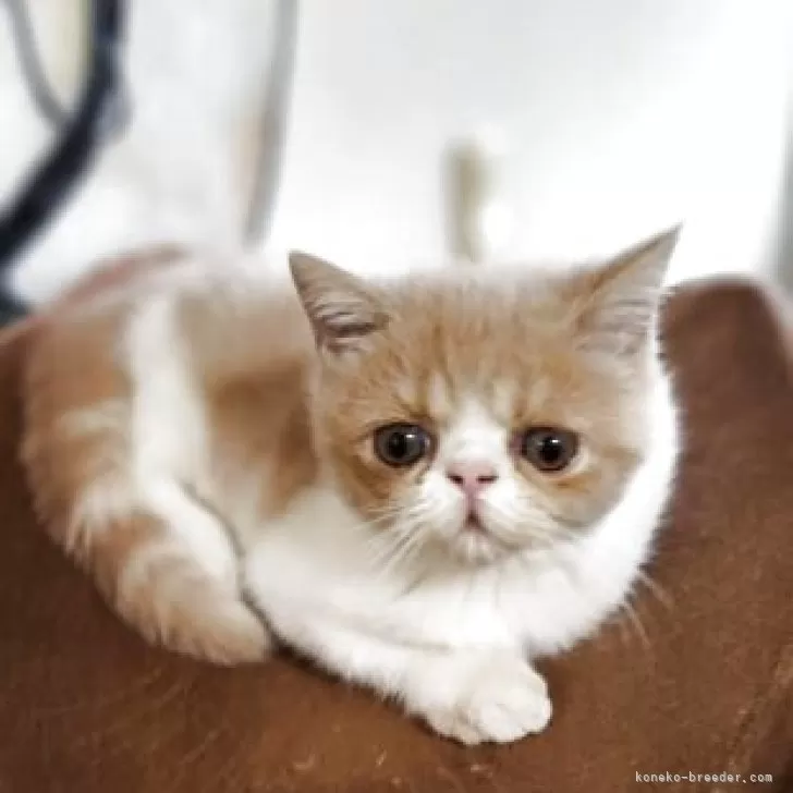 ミヌエット(長足)【山形県・男の子・2025年7月25日・クリームタビー&amp;ホワイト】の写真1