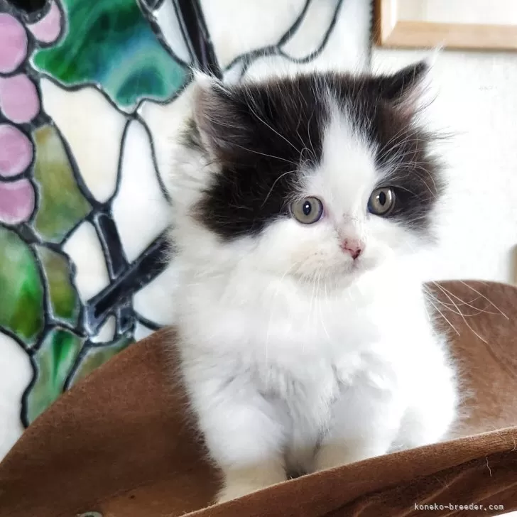 ミヌエット(長足)【山形県・男の子・2025年8月19日・ブラック&amp;ホワイト】の写真1