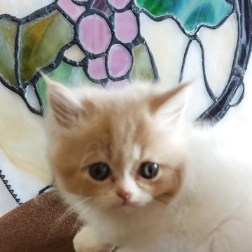 ミヌエット(長足)【山形県・男の子・2025年8月19日・クリームタビー&ホワイト（セミかロング）】の写真「ミルク大好きな可愛い男の子です😋」