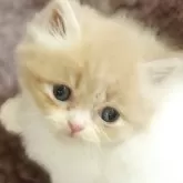 ミヌエット(長足)