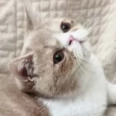 ミヌエット(長足)