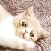 ミヌエット(長足)【山形県・男の子・2025年7月25日・クリームタビー&ホワイト】の写真2