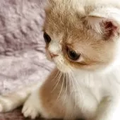 ミヌエット(長足)【山形県・男の子・2025年7月25日・クリームタビー&ホワイト】の写真3