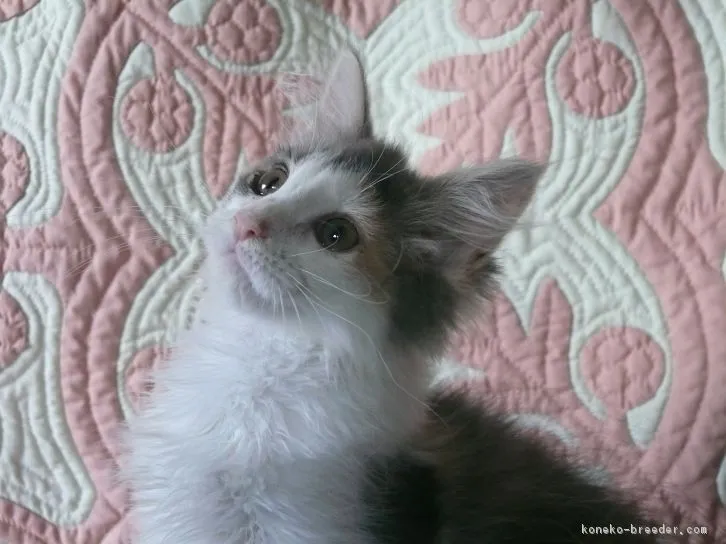 ID：1605-00104の子猫
