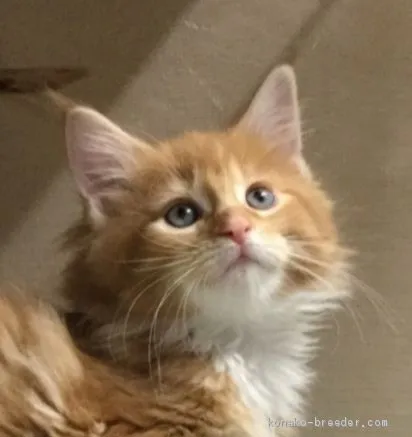 ID：2004-01436の子猫