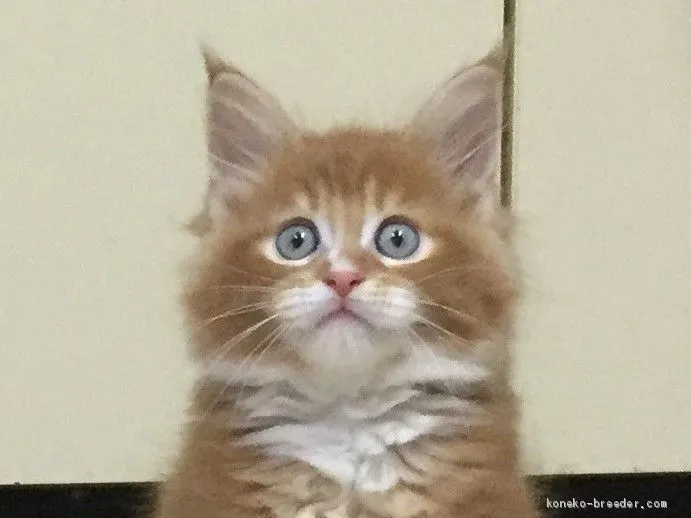 ID：1903-01763の子猫