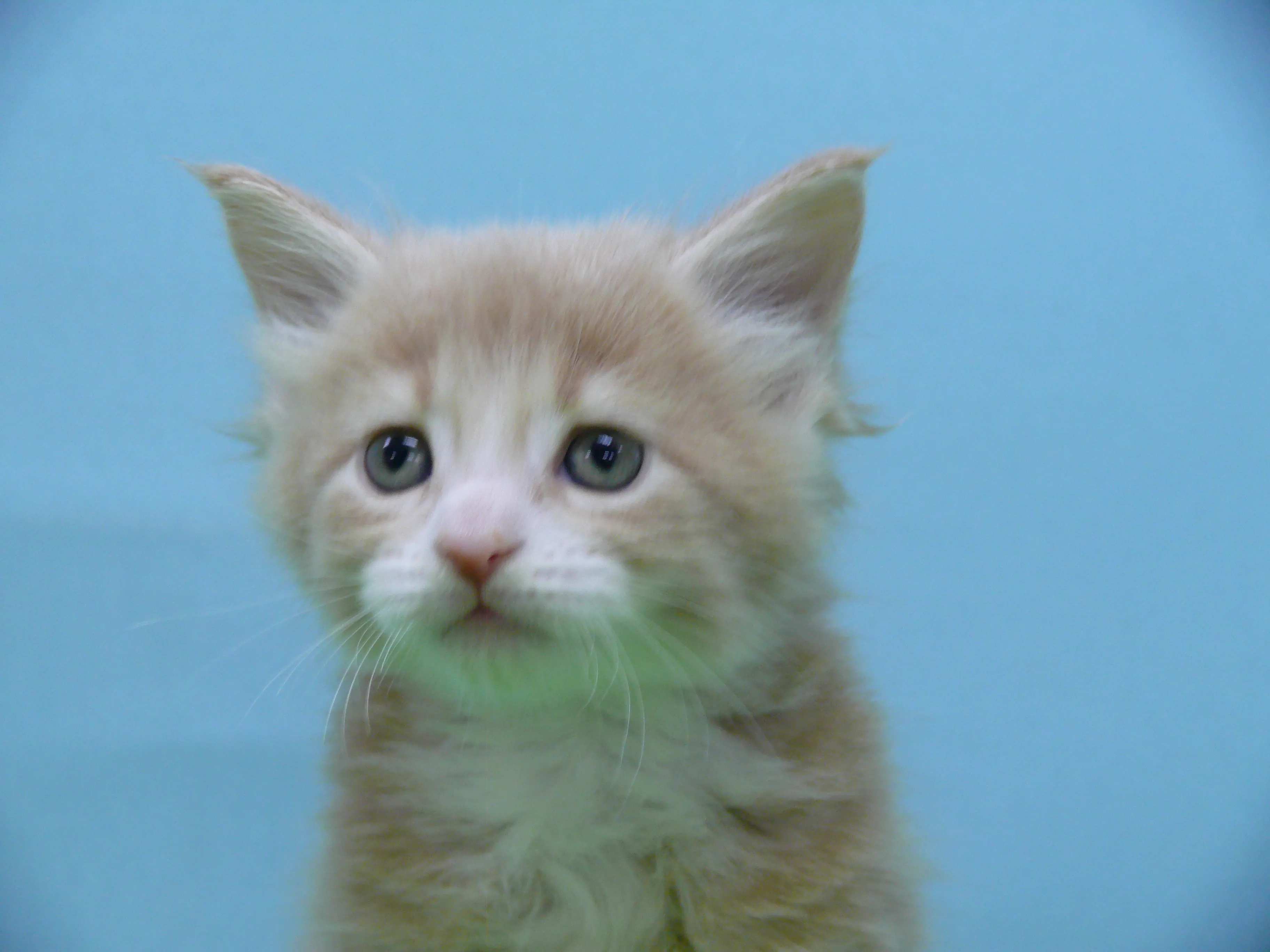 ID：1603-00630の子猫