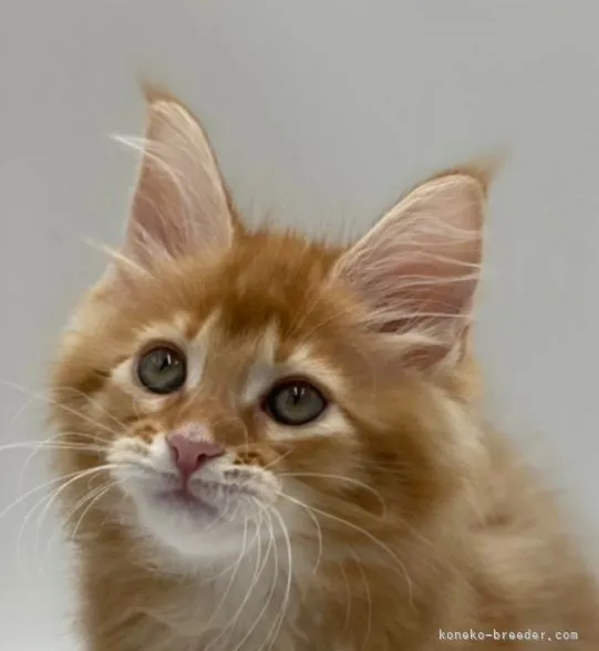 ID：2206-00042の子猫