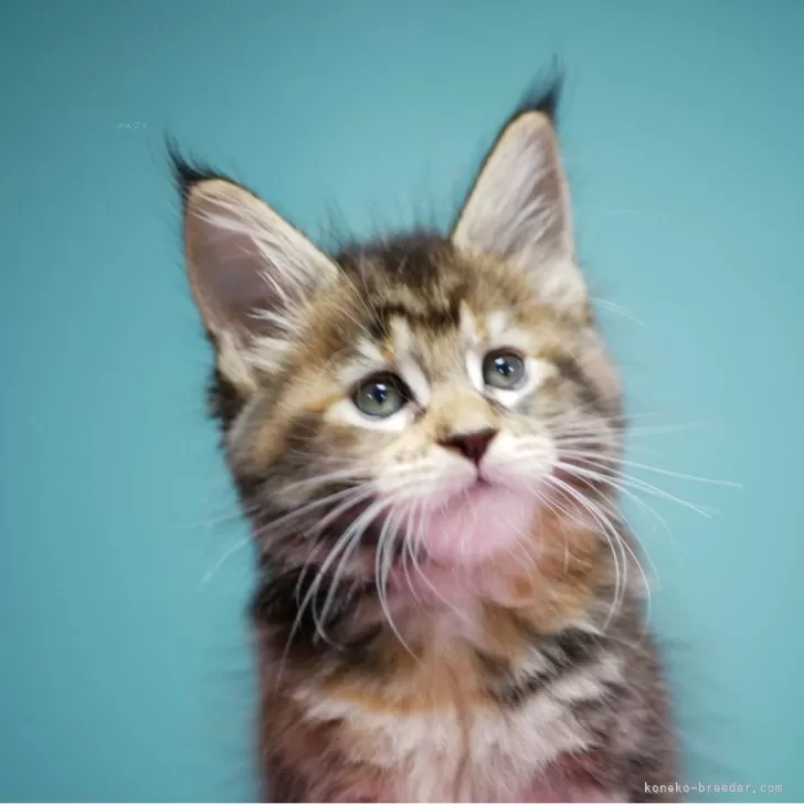 H.S 様のお迎えした子猫