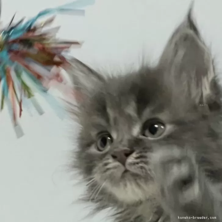 くまくま 様のお迎えした子猫