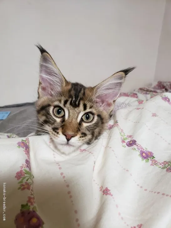 ID：1908-00813の子猫