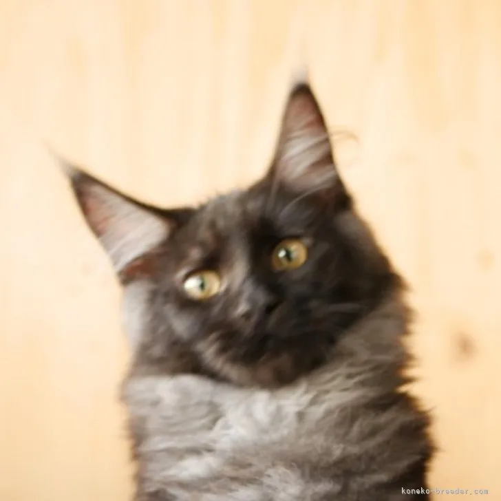 ID:2304-02091の子猫