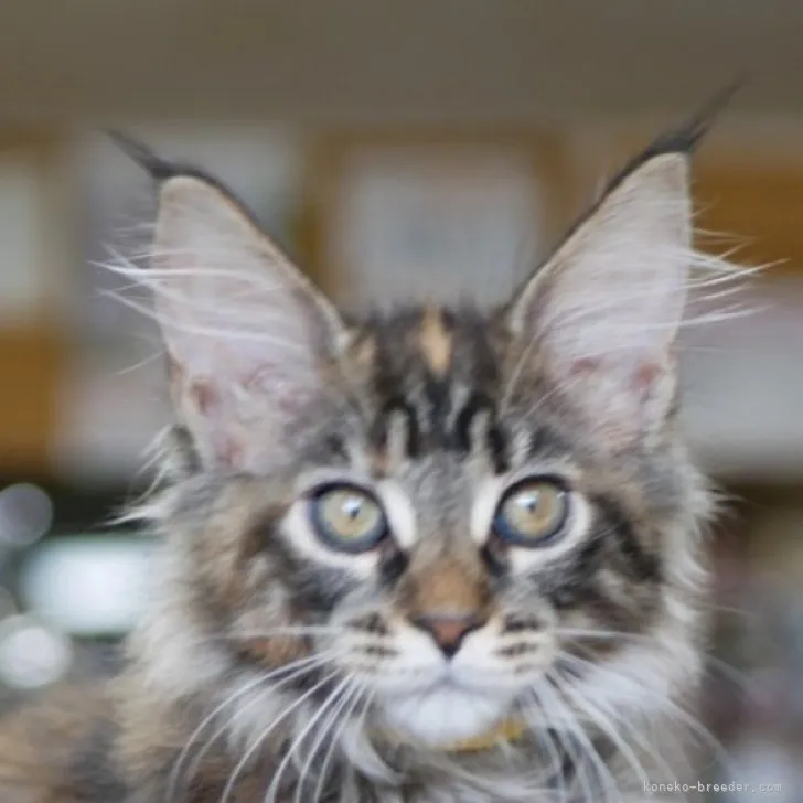 ID：2305-03684の子猫