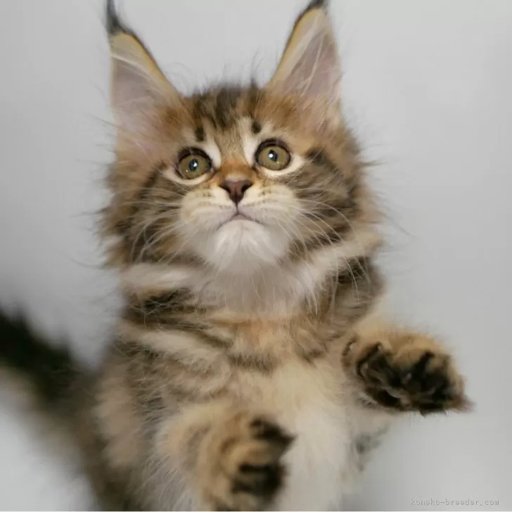 ID：2408-01385の子猫