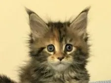 メインクーン【新潟県・女の子・2019年7月7日・ブラウンタビー】の写真1「8月２3日撮影」