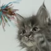 メインクーン【新潟県・女の子・2024年10月22日・ブルータビー】の写真1「生後43日目」