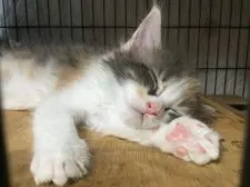 メインクーン【新潟県・女の子・2017年6月29日・ダイリュ-トキャリコ】の写真2