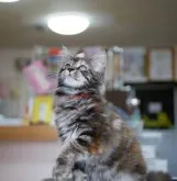 メインクーン【新潟県・女の子・2023年4月14日・ブラウンパッチ】の写真3