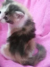 メインクーン【新潟県・女の子・2016年8月6日・ダイリュートキャリコ】の写真4