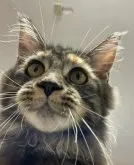 メインクーン【新潟県・女の子・2023年4月14日・ブラウンパッチ】の写真4