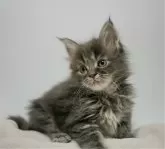 メインクーン【新潟県・女の子・2024年10月22日・ブルータビー】の写真4「横顔も素敵でしょ」